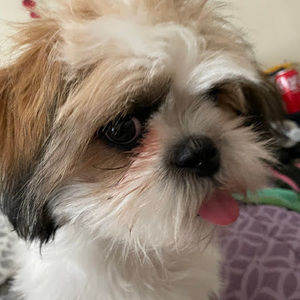 Meet your Posher, Melani